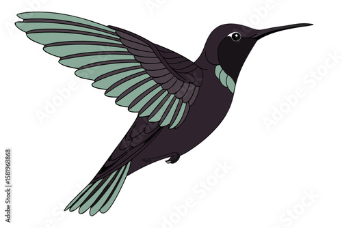 A hummingbird with wings spread, isolated on white background