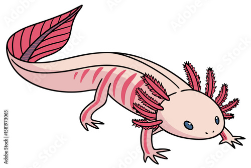 A cute pink axolotl with feathery gills and a long tail
