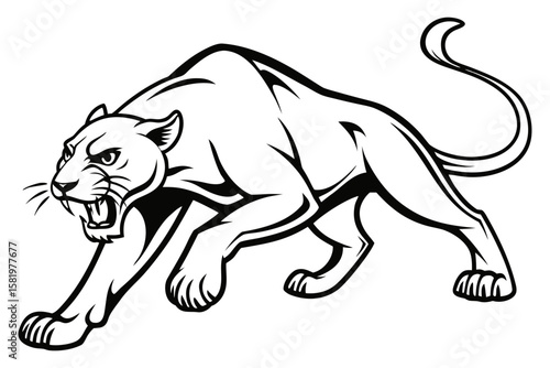Fierce panther stalking isolated on white background