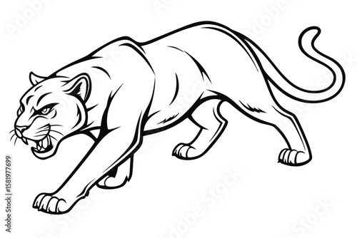 Fierce panther stalking isolated on white background