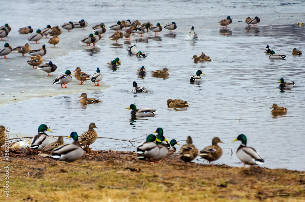Fototapeta premium Mallards gather near a calm lake shore on an overcast spring morning. Ducks rest and interact by the water, shot from eye level on a natural lake shore, calm and observational mood