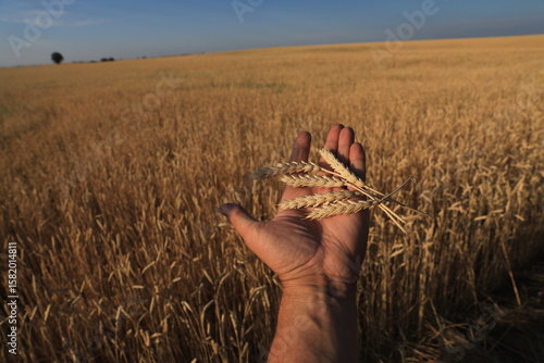 Hands hold ears of grain at sunset in a field in Kazakhstan.