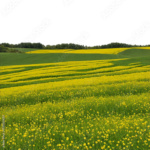 Rolling Yellow Fields: A breathtaking panorama of vibrant yellow rapeseed flowers undulating across a picturesque landscape.