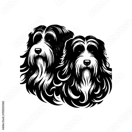 black and white schnauzer dog