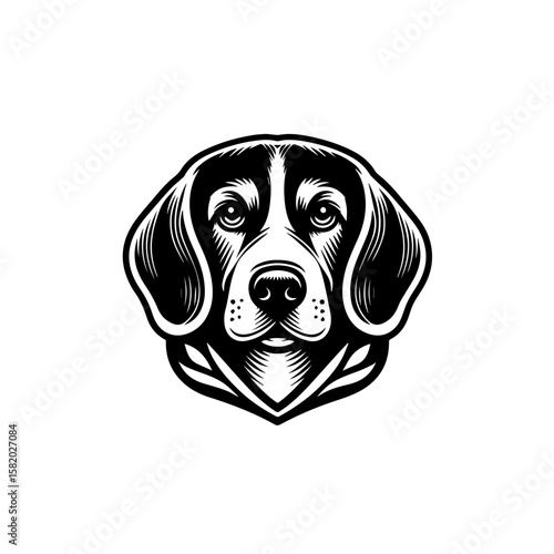 beagle dog isolated on white