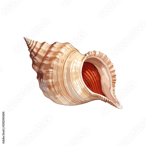 Sea shell illustration. Watercolor seashell isolated white background. Hand drawn watercolor painting shell.