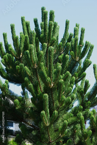 Austrian pine or black pine (Pinus nigra)