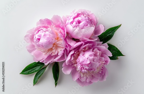 Fototapeta Naklejka Na Ścianę i Meble -  Three light pink peonies with dew drops, arranged with lush green leaves on a white background; overhead view