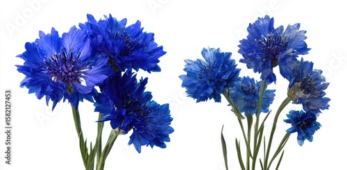 Two vibrant blue cornflower bouquets, each showcasing several blossoms against a stark white background, are displayed in full bloom, their stems and leaves visible