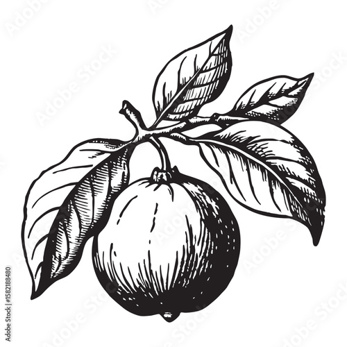 Detailed retro sketch of a ripe quince fruit with leaves and branches