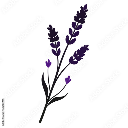 Elegant silhouette of a lavender stem with developing buds presented in a side profile isolated on white background