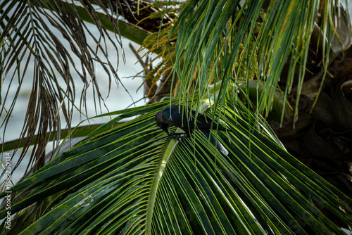 Black bird perched on palm frond in tropical setting