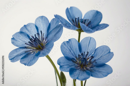 Delicate blue wildflowers with dark centers blue flowers delicate petals