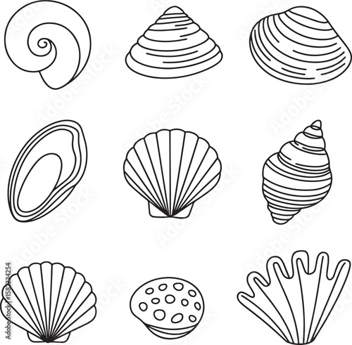 Various Seashells Collection spiral conch