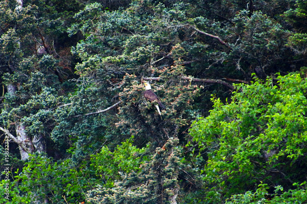 Fototapeta premium Bald eagle in a tree, British Columbia, Canada