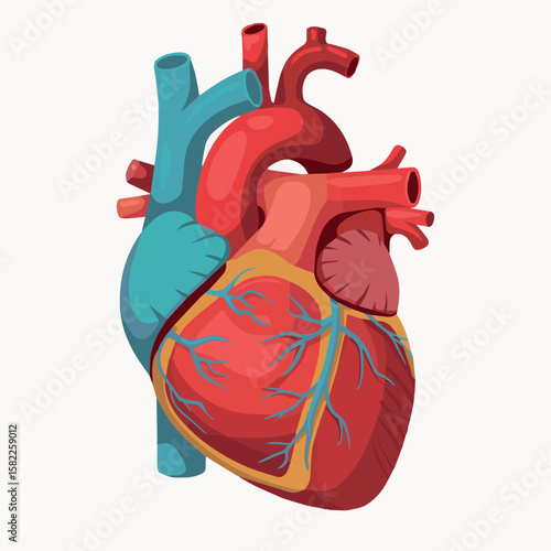 Illustration of human heart anatomy for medical education and cardiovascular health awareness campaign vector