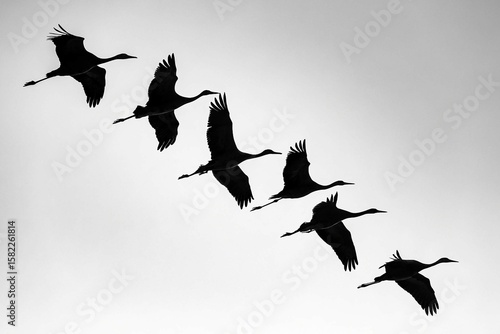 black silhouette flock of birds backlit Isolate on White Background