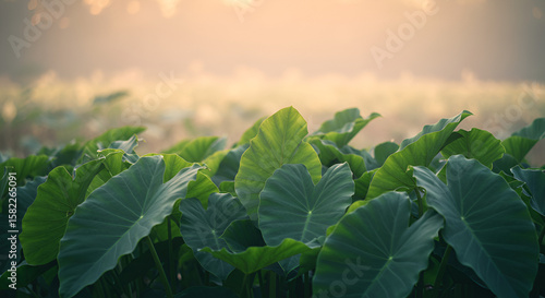 Lush taro leaves in a field at sunrise