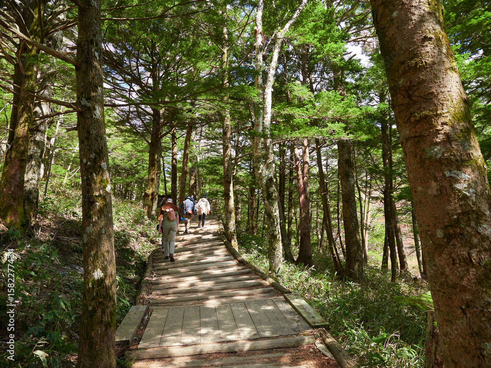 Fototapeta premium 初夏の観光名所上高地の森の整備された散策道と観光客の風景