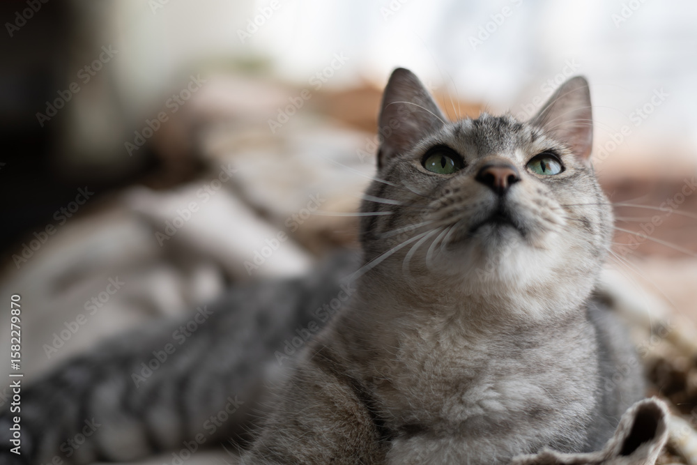 見つめる可愛い猫 サバトラ猫 見つめる可愛い猫 サバトラ猫