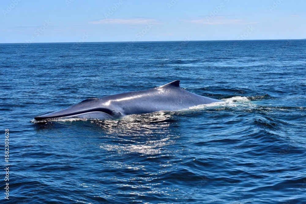 Fototapeta premium A giant blue whale floating near the surface