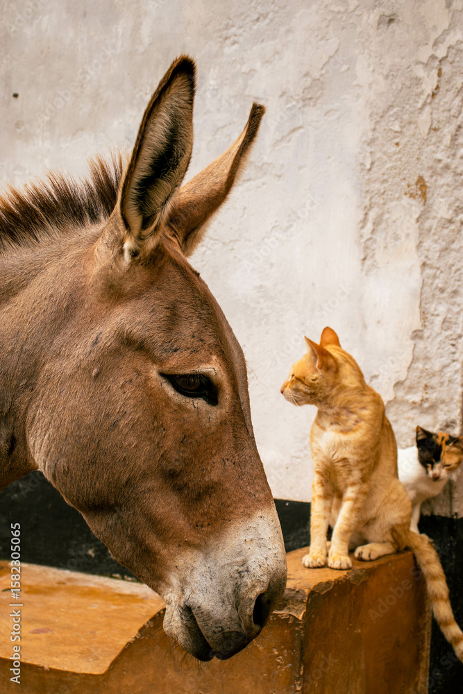 Fototapeta premium Donkey Standing Before Two Cats on Pavement