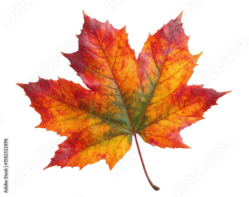 Wallpaper Mural maple leaf isolated on white Torontodigital.ca