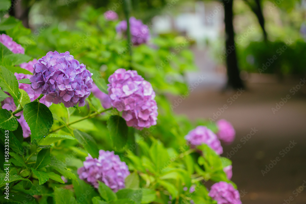 小平あじさい公園に咲くピンク色のあじさい 小平あじさい公園に咲くピンク色のあじさい