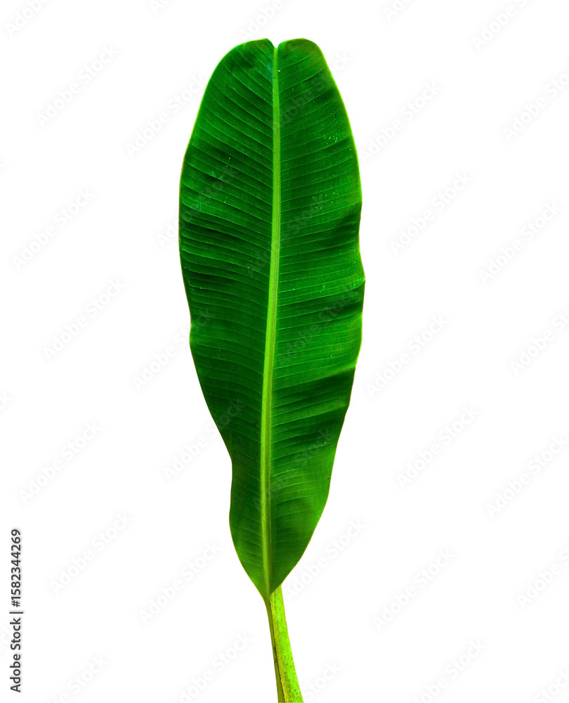 Obraz premium Green Banana Leaf PNG (Puja Use) – Isolated Banana Plant Leaf for Traditional Ritual, Hindu Festival, and Indian Decoration Design