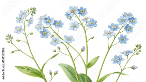 Fototapeta Naklejka Na Ścianę i Meble -  Illustration of forget me not flowers with blue petals and yellow centers on a white background
