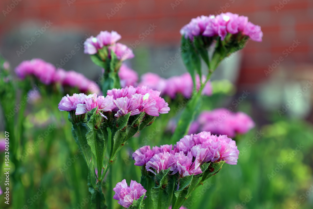 Obraz premium pink statice blooming (dried flowers) in the garden