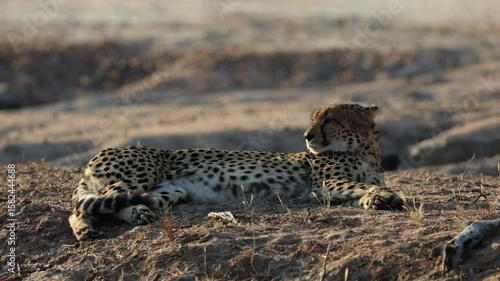 a very tired male cheetah resting in golden light