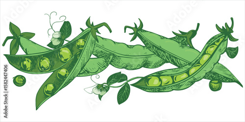 Green pea pods with leaves, flowers, seeds and tendrils lie on the table. Vector sketch in color engraving technique. Useful legume crop. Peas are hand-drawn with ink.