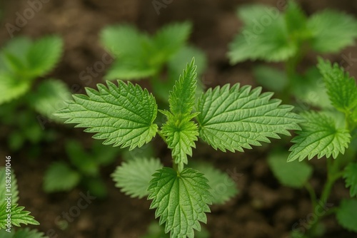 Wallpaper Mural Fresh young nettle leaves valued as nutritious vegetables or herbal teas, also used in traditional medicine. Torontodigital.ca