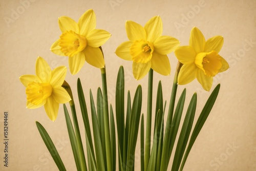 Wallpaper Mural Early spring signals with the emergence of yellow narcissi, marking the season's arrival around Easter time. Torontodigital.ca