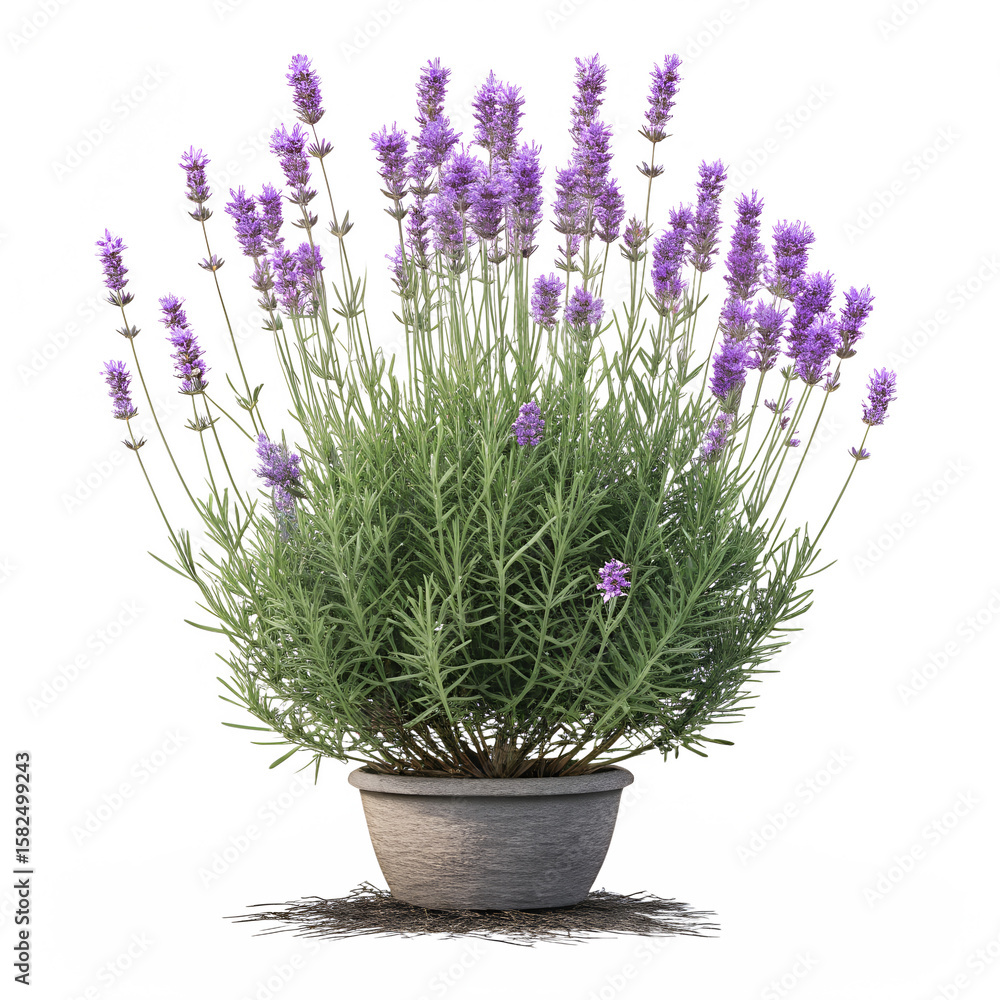 Lavender plant purple blooms bushy growth green Lavender plant purple blooms bushy growth green