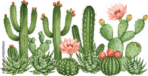 Watercolor cactus illustration with blooming flowers, desert plant art, succulent garden scene, botanical print, green cacti and pink blossoms