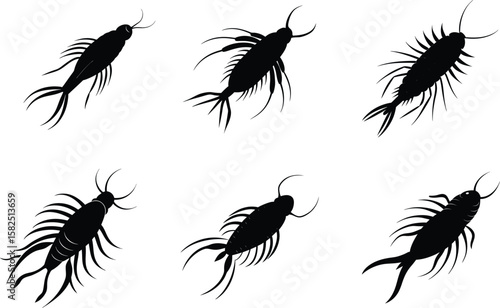 Copepod Silhouette Copepod Vector Illustration Set