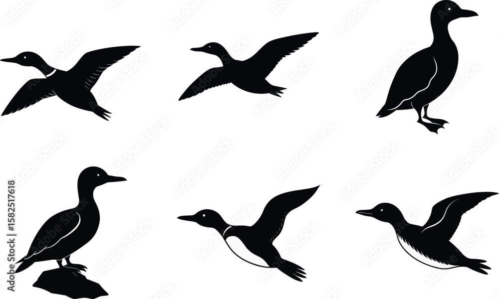 Fototapeta premium Guillemot Silhouette Vector Illustration