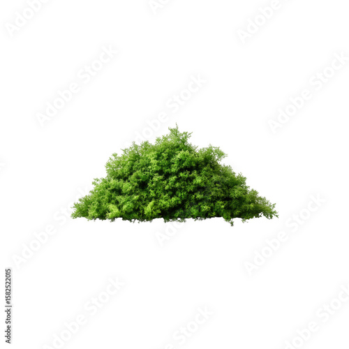 Fresh natural green moss pile isolated on white background