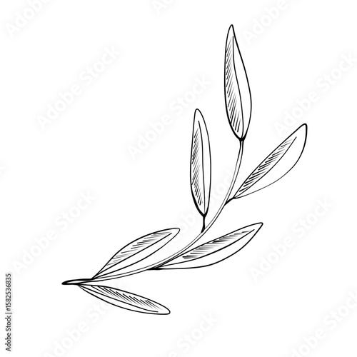 A detailed illustration showcases an olive branch featuring slender, elongated leaves. The artwork emphasizes the natural elegance of the branch in a minimalistic black and white design.