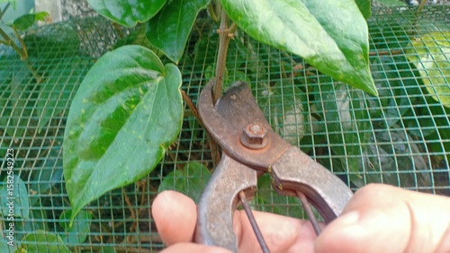 Fresh betel leaves with a glossy green surface, commonly used in traditional medicine, cultural rituals, and as a natural herbal remedy in many Asian countries.
