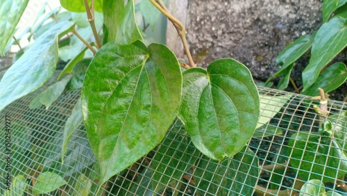 Fresh betel leaves with a glossy green surface, commonly used in traditional medicine, cultural rituals, and as a natural herbal remedy in many Asian countries.
