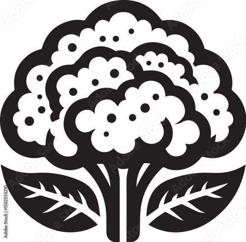 Illustration of a fresh cauliflower in black and white