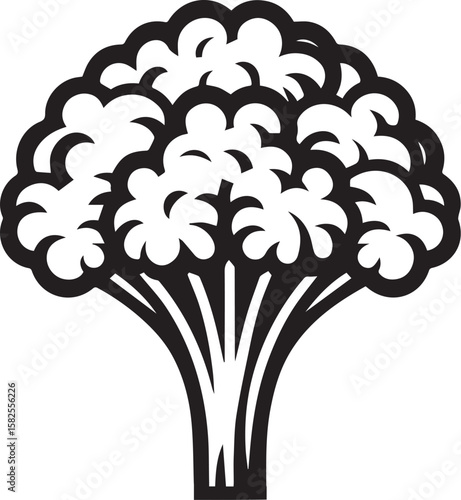 Illustration of a fresh cauliflower in black and white