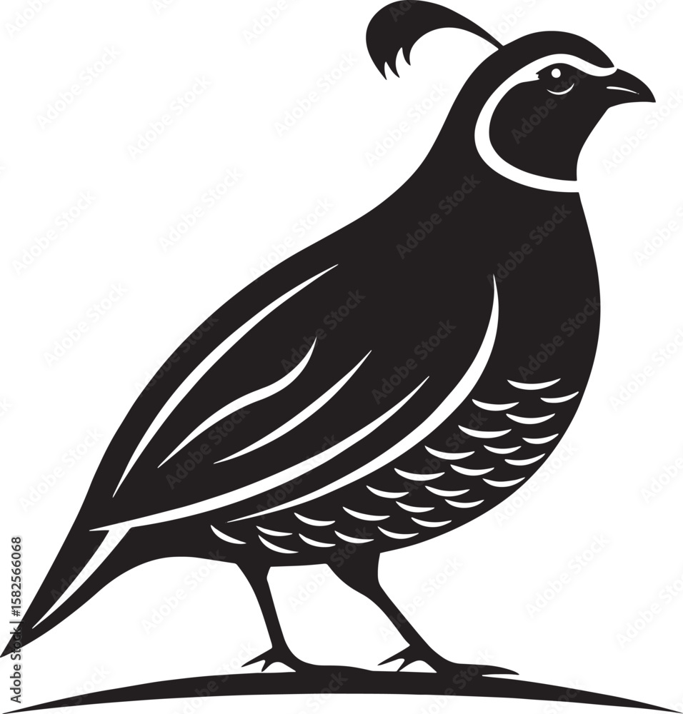 Obraz premium Black quail bird profile white