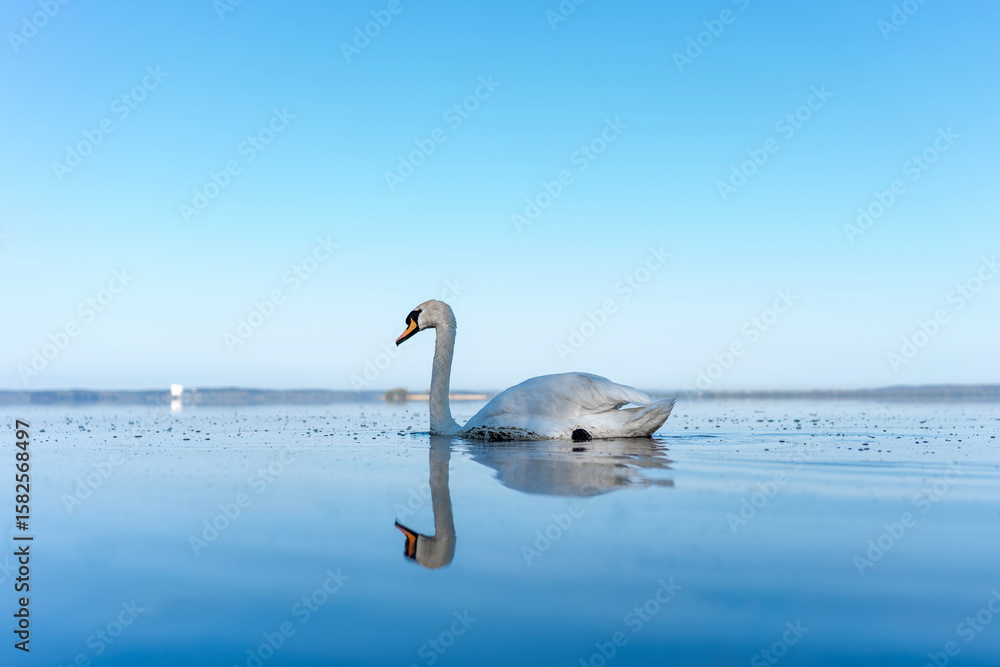 Fototapeta premium Graceful swan swimming peacefully on a calm lake with clear blue sky