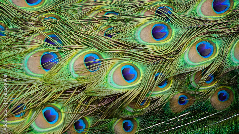 Obraz premium Peacock Feathers with Iridescent Eye Spots