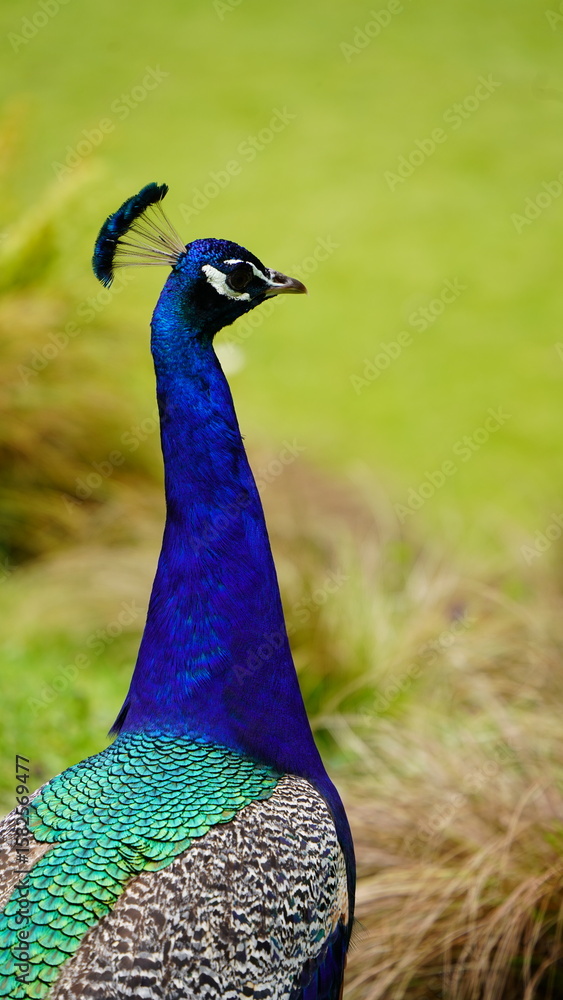 Obraz premium Alert Peacock in Focus