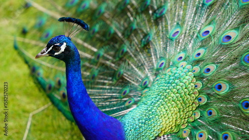 Peacock Neck and Crest Feathers Closeup